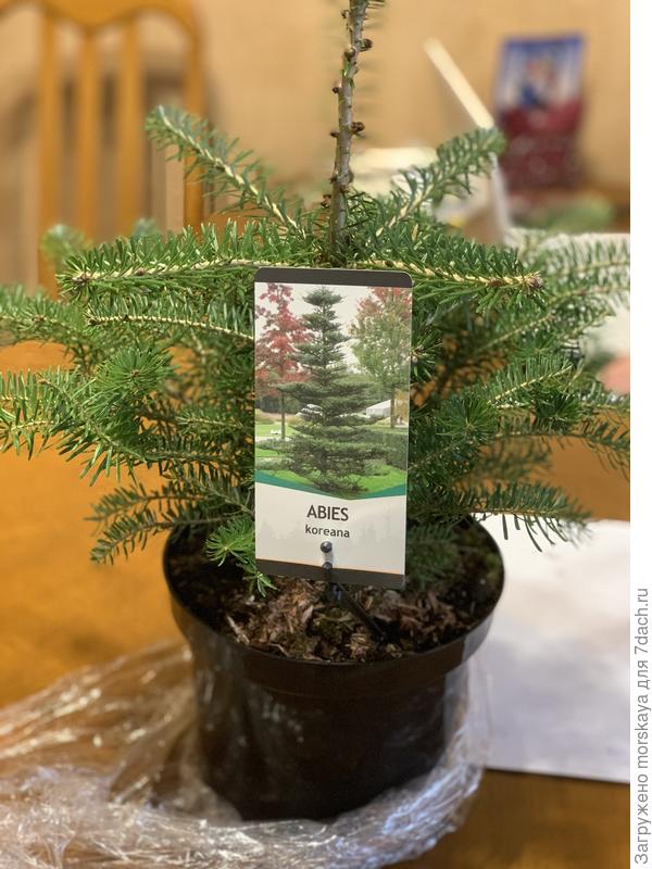 пихта корейская