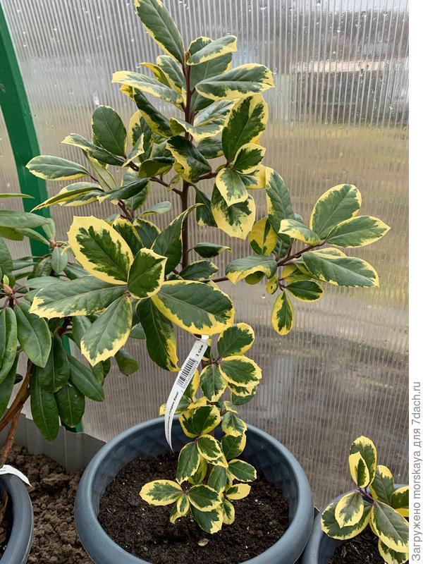 падуб Голден Кинг, + 11 см