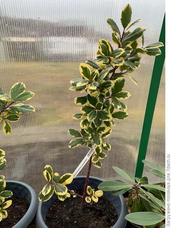 падкб Сильвер Квин, + 17 см