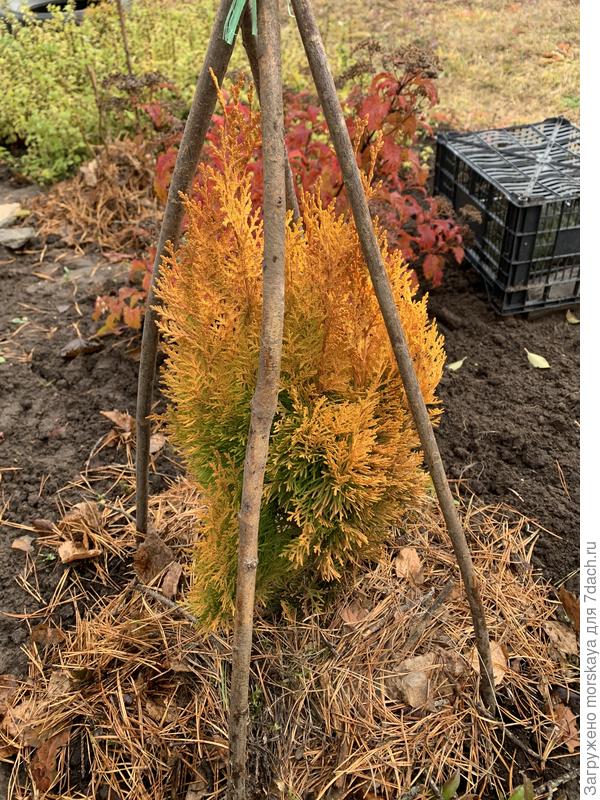 туя восточная Пирамидалис Ауреа, + 27 см