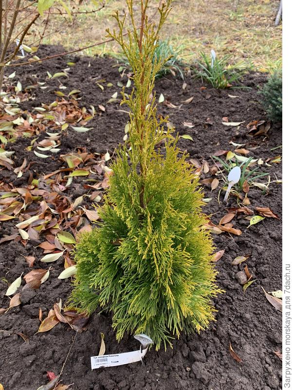 туя Рейнголд, + 30 см