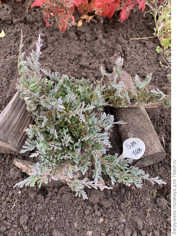 можжевельник Блю Чип, + 5 см