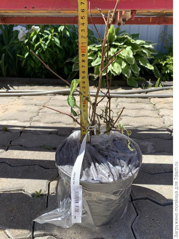 дейция строуберри филдс