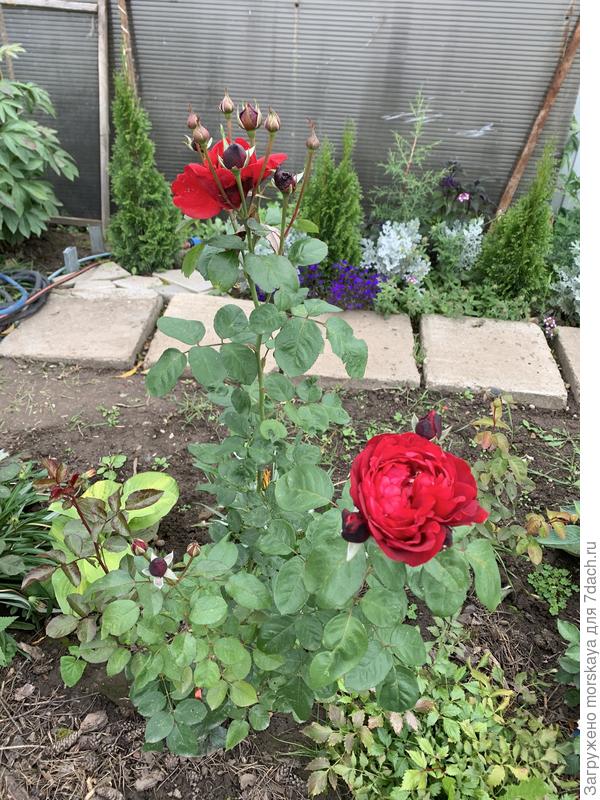 туи Малышки микс