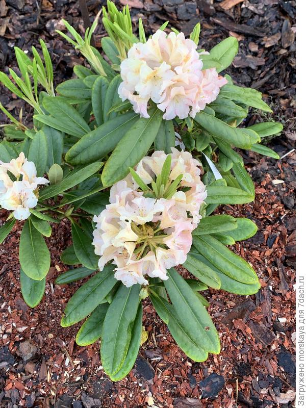 Кристианс Кьют