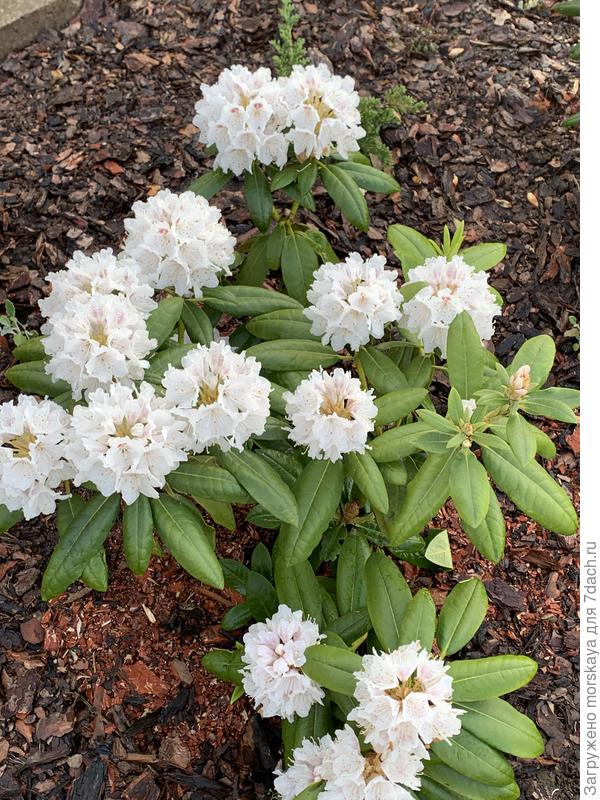 рододендрон неизвестный