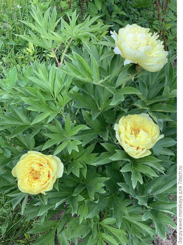 пион Гарден Треже