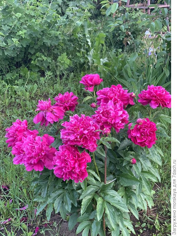 пион Инспектор Лаверн