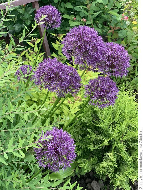 Аллиум Гигантеум