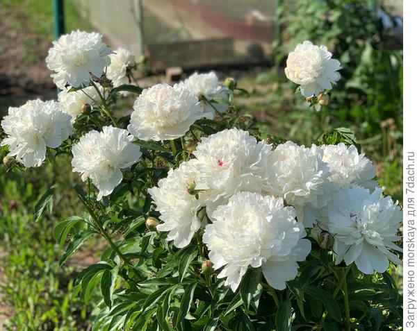 пион Фестива Максима