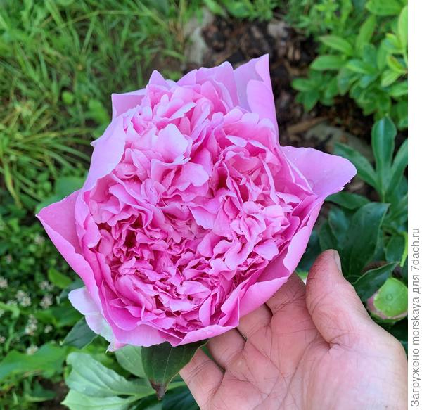 пион Диннер Плэйт