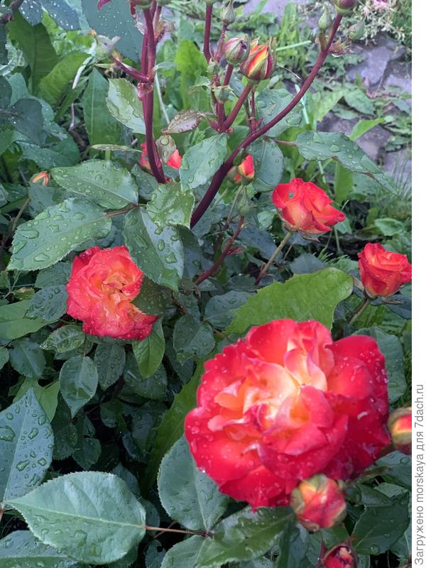 роза Циркус