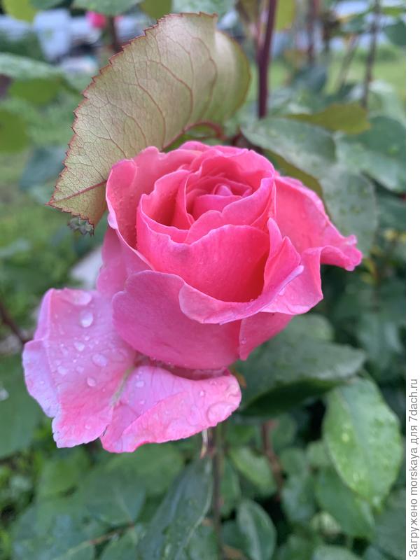 роза неизвестная (пересорт)