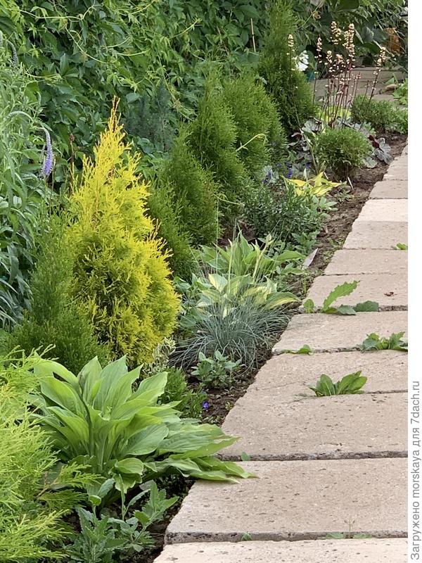 Уже веселее! На заборе девичий виноград, 24.06.2021