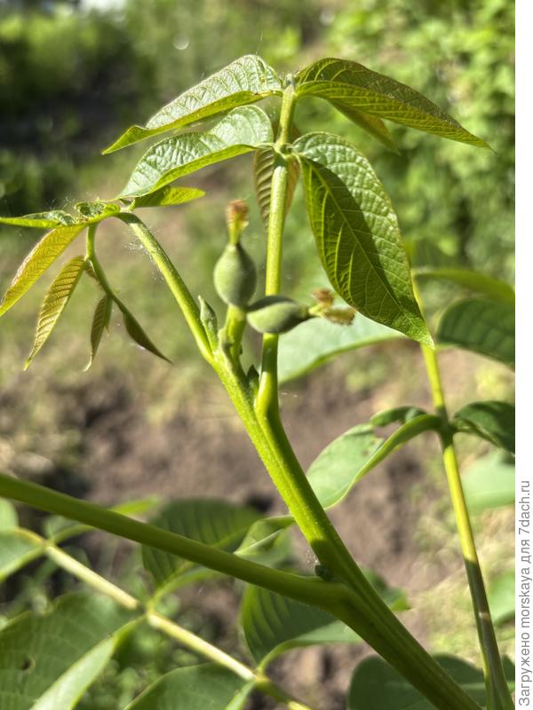 Грецкий орех