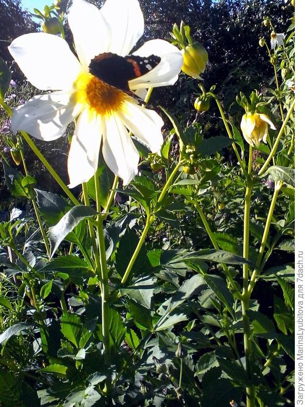 У меня не пчёлка,а бабочка,но все же красиво!