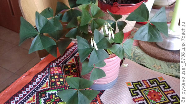 Сегодня, 1 апреля, он повернулся к окну. Весь такой нежный, с колышащимися черенками..)