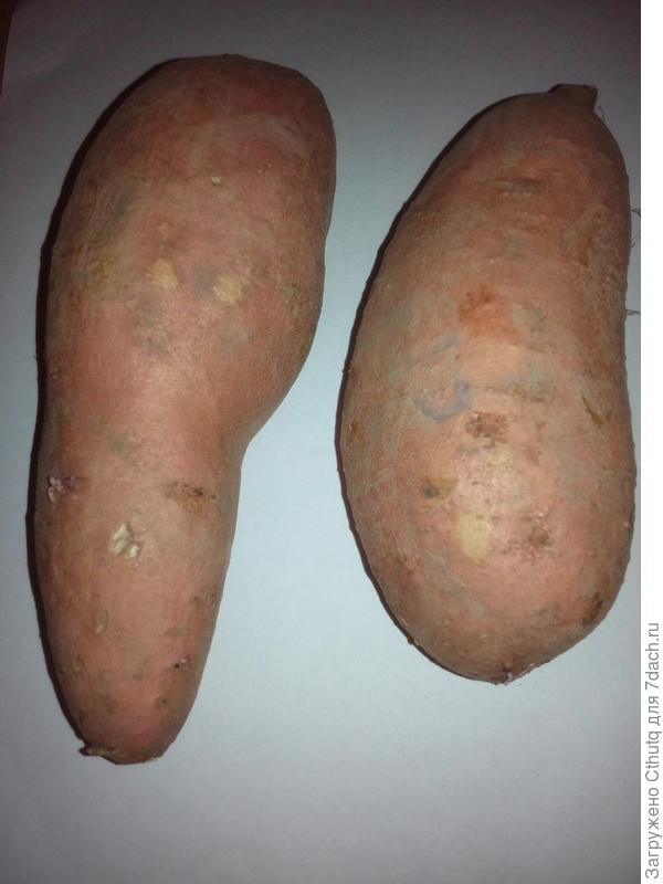 У правого клубня больше ростков