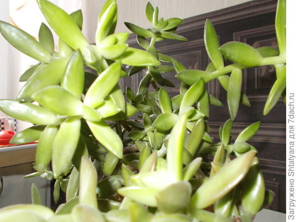 И Седум Адольфа (Sedum adolphii Harriet).