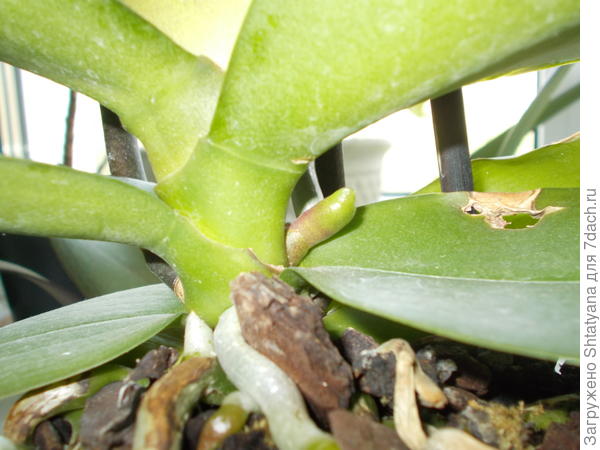 цветовая почка из которой вырастет цветонос