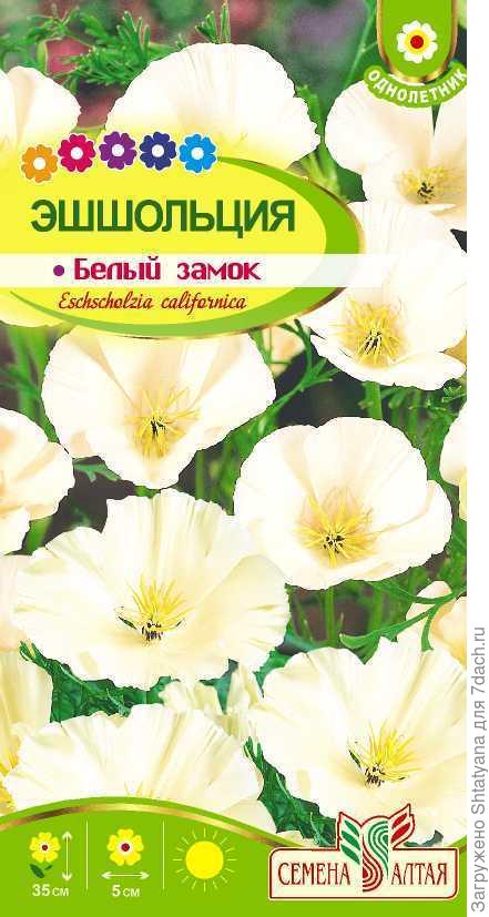 Сорт "Белый замок"