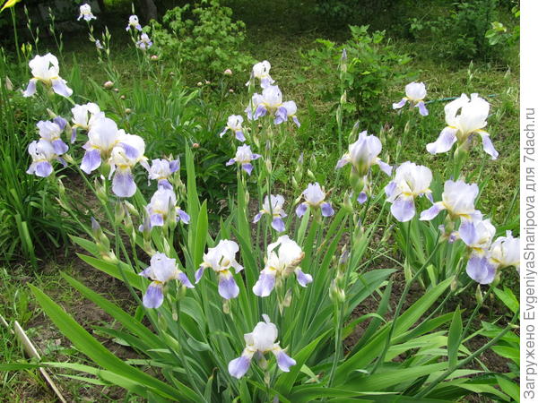 Сорт неизвестен