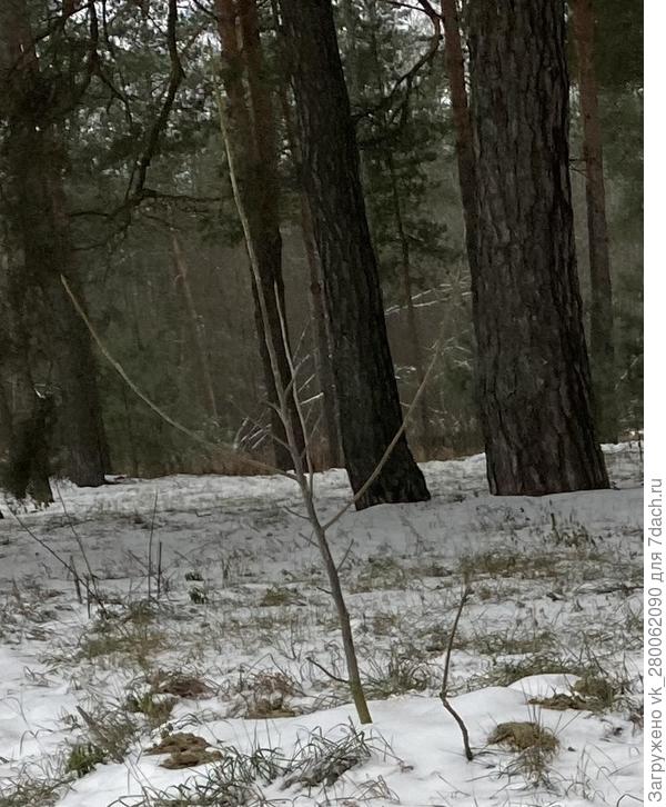 Для западной части Ленинградской области такой вариант нормален.