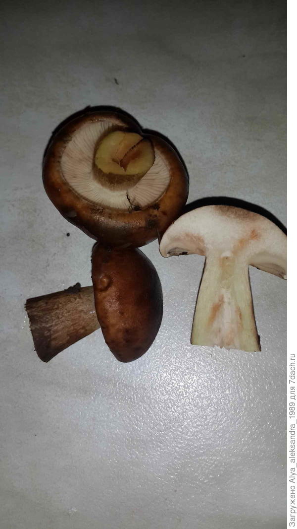 То же самое?