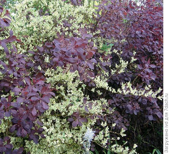 Соседство дёрена белого Elegantissima и барбариса с пурпурной листвой (оттавского, Atropurpurea) построено на контрасте.