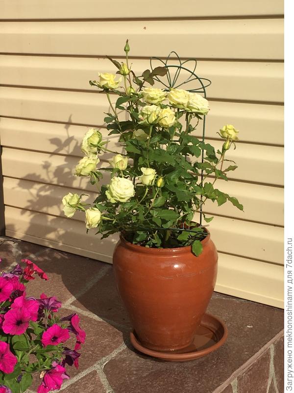 Зимующие в овощной яме