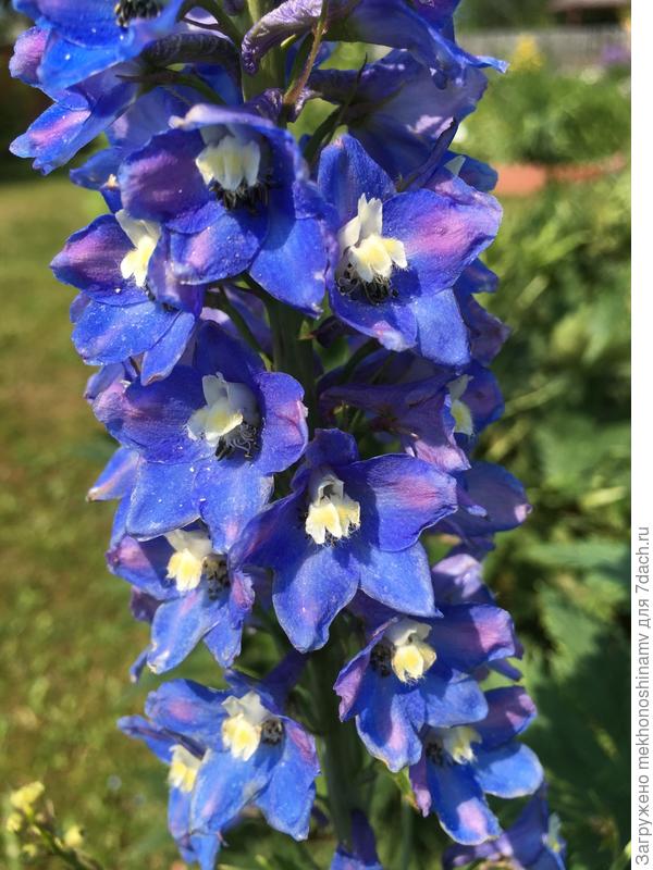 Дельфиниумы и опять