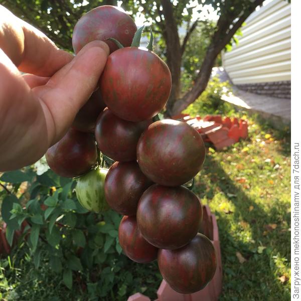 &quot;Яшма&quot;