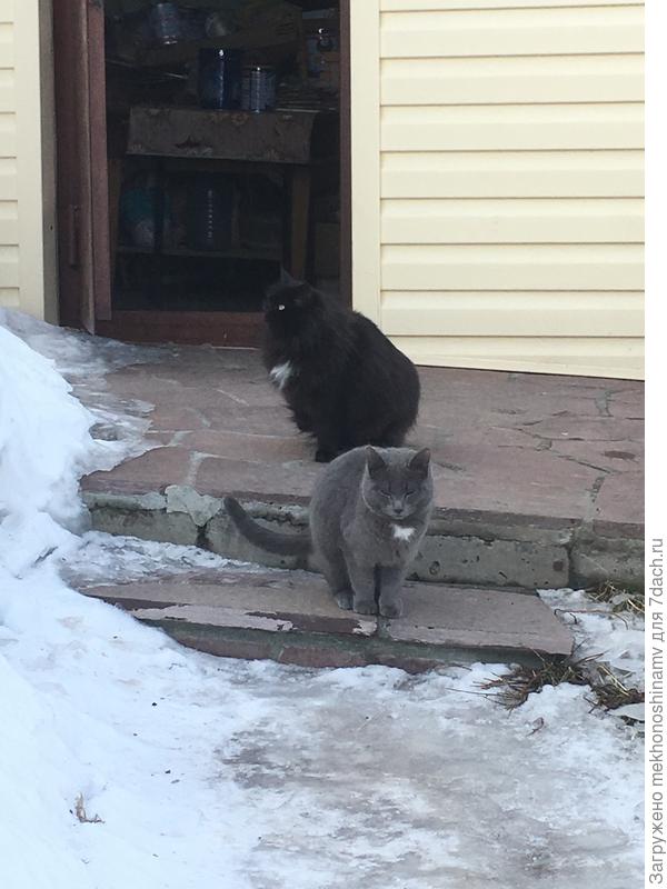 Серый с мамкой