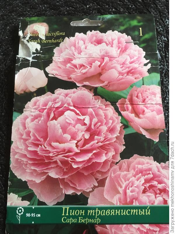 Из Русского огорода ,7лет кусту