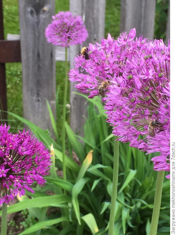 Синхронистки