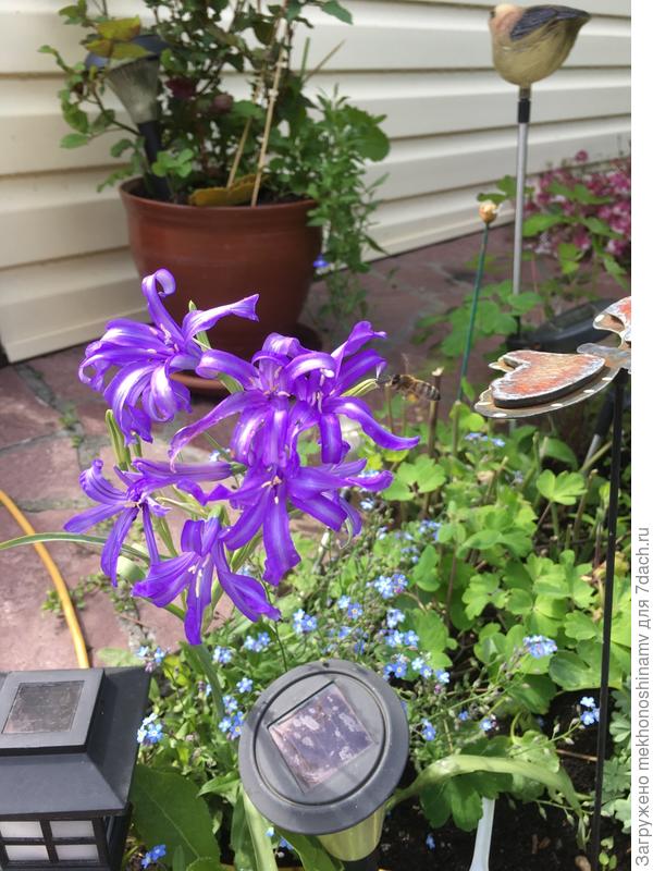 С горной лилии горный мёд