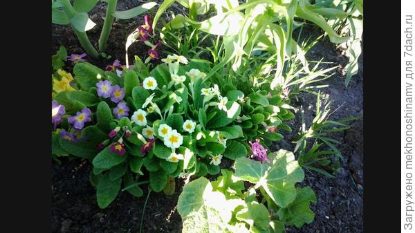 2012 год .В грунт летом  под укрывной .