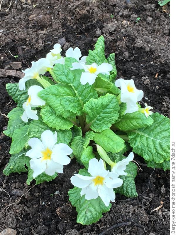 рассаду в теплице  садила