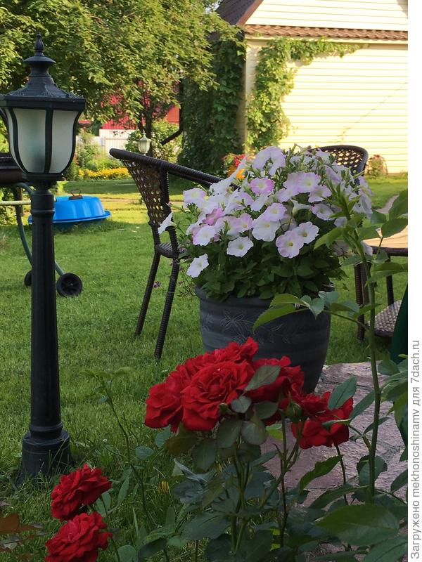 Петунька очень нежная