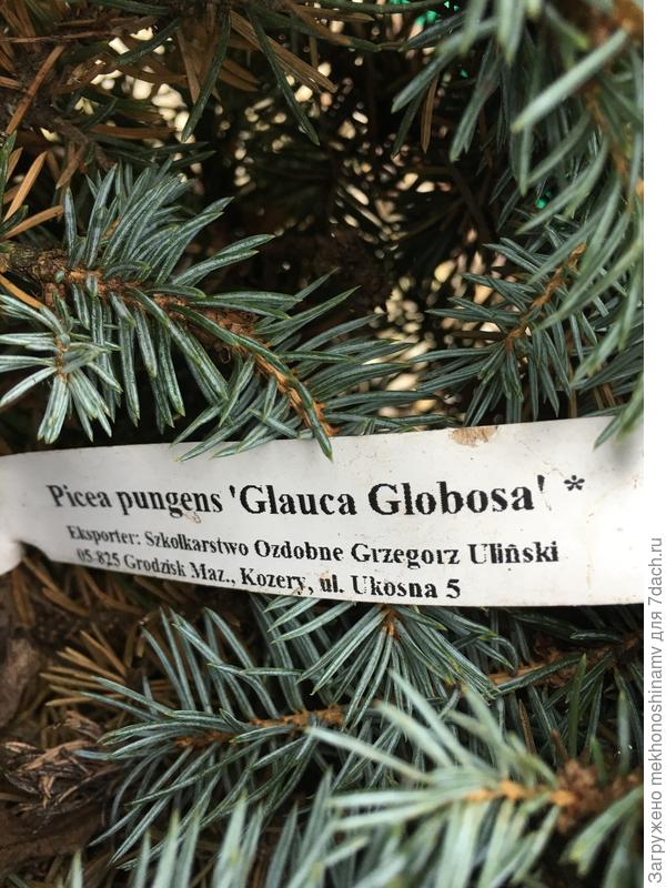 Глаука Глабоза-ель голубая доживёт  до 500 лет