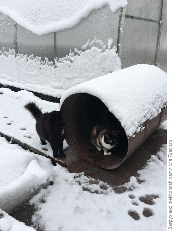 Пушистики.И снег и кысы.