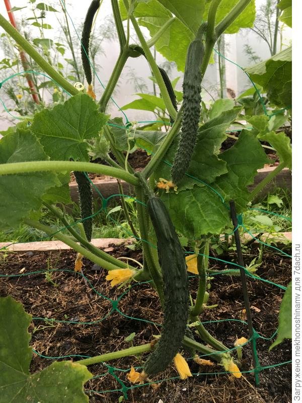 «Седек»-«Изумрудный поток»Был вопрос ,что с ними делать??Просто есть!Ооочень вкусные.