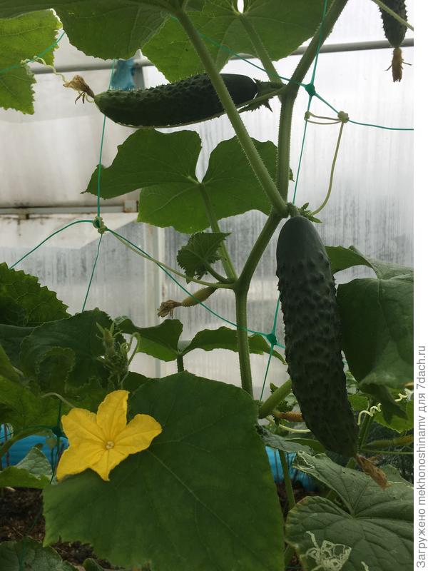 Тестовый «Бетховен» красивые ровные