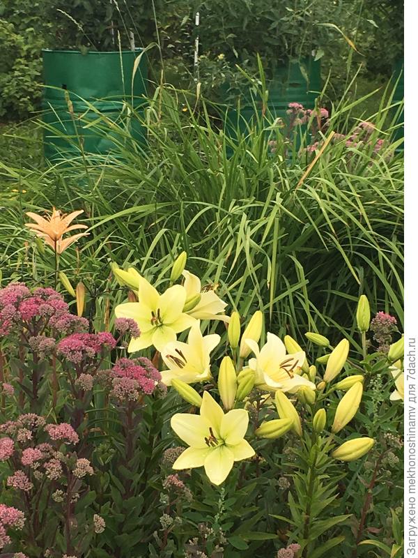 Одни лилии отцвели,распускаются другие...
