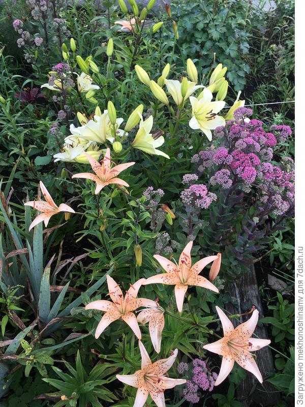 Почему лето короткое?