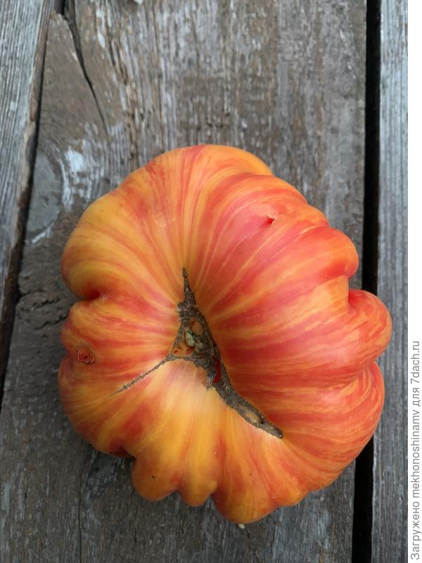 План 9 из открытого космоса