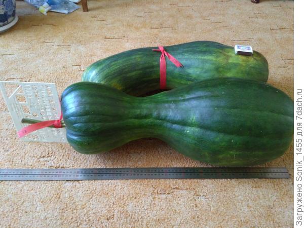 Тыква мускатная Жемчужина