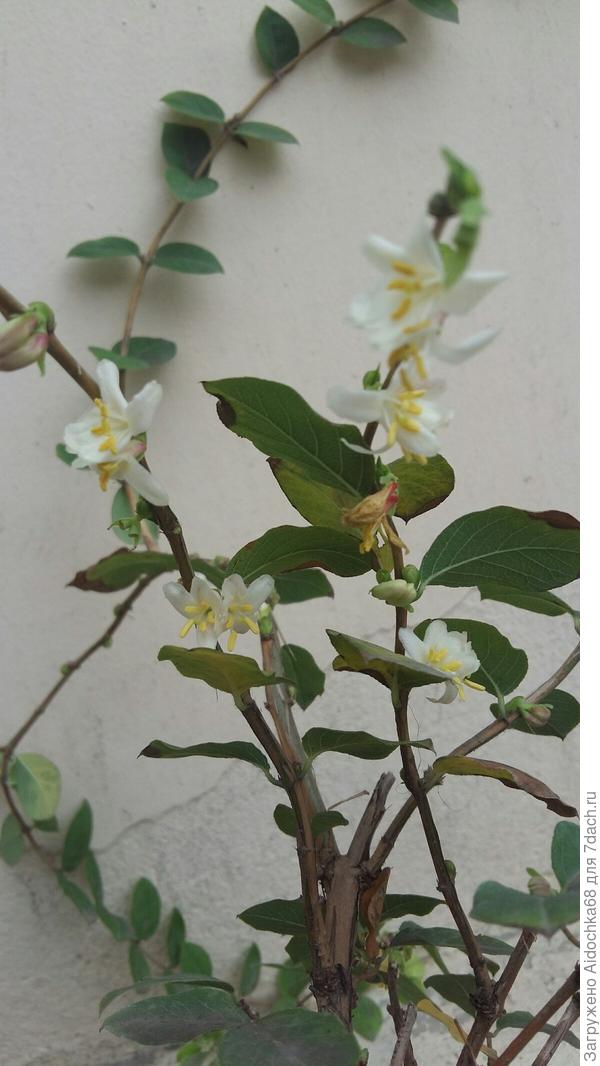 Есть еще куст в форме дерева,1.5 метрового,но у него ветки короткие