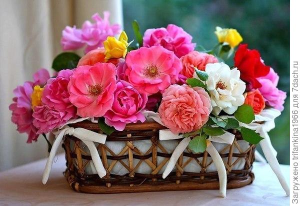 Пусть в твоём любимом садике - огородике всё цветёт и благоухает!