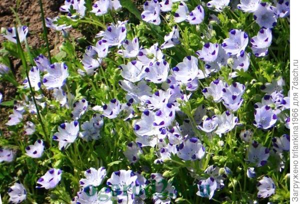 это немофила (фото из интернета)